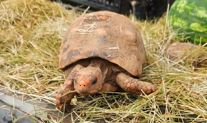 Barueri devolve 185 animais silvestres à região de origem e reforça combate ao tráfico de fauna