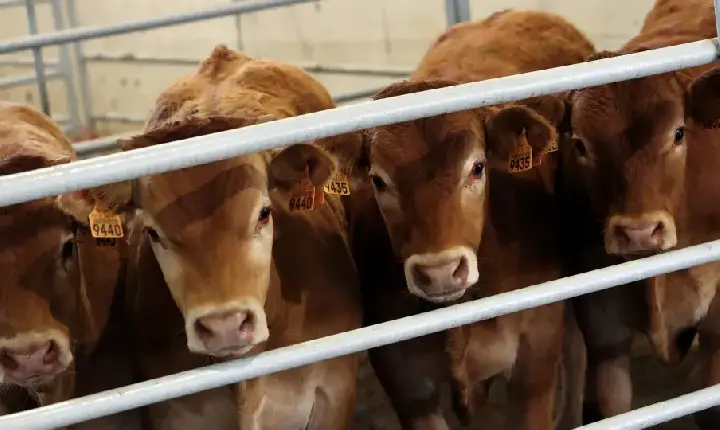 Empresários admitem risco do Brasil deixar de exportar carne para a UE