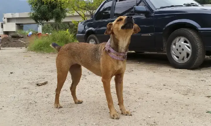 Governo de SP endurece punições para maus-tratos a animais e multas podem chegar a R$ 50 mil