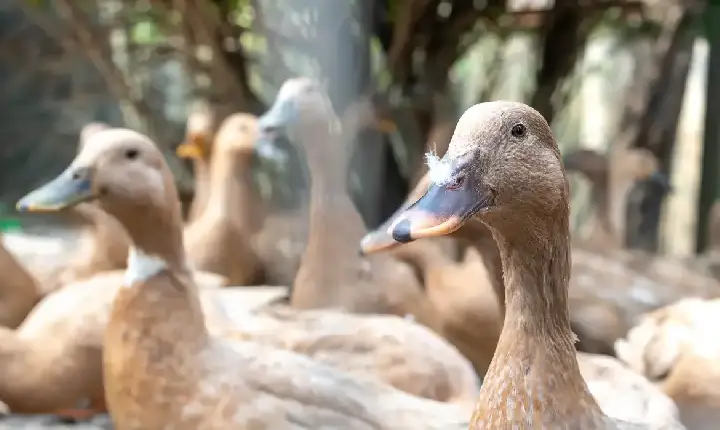 Sancionada lei que proíbe produção e comercialização de fois gras