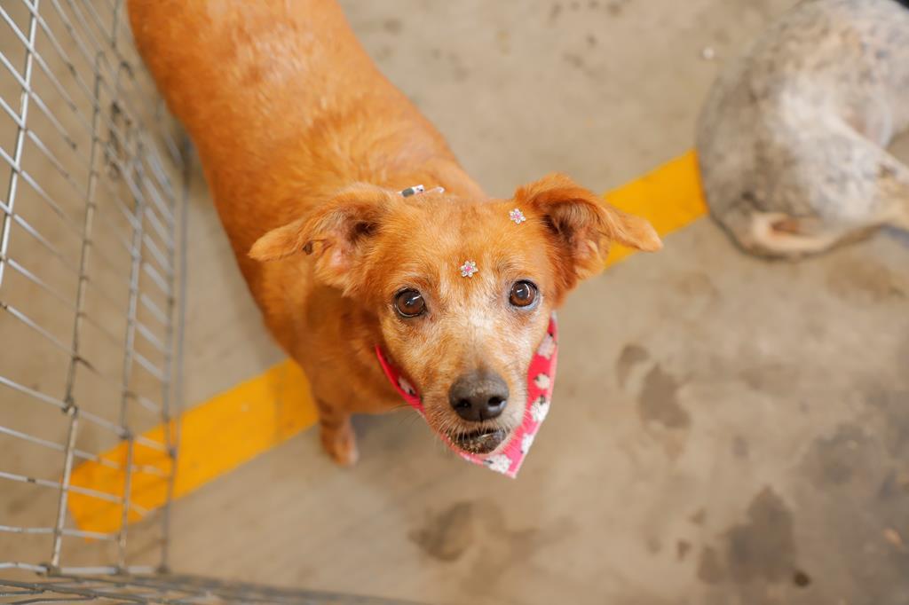 De olho nas feiras de adoção de pets de abril