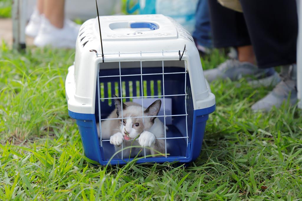 Prefeitura abre agendamento para castração gratuita de pets a partir de 7 de maio