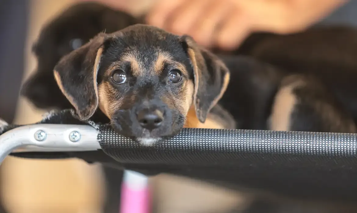 Governo abre consulta pública sobre genéricos e similares veterinários